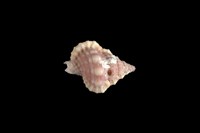 藏品(玫瑰翼法螺)的圖片